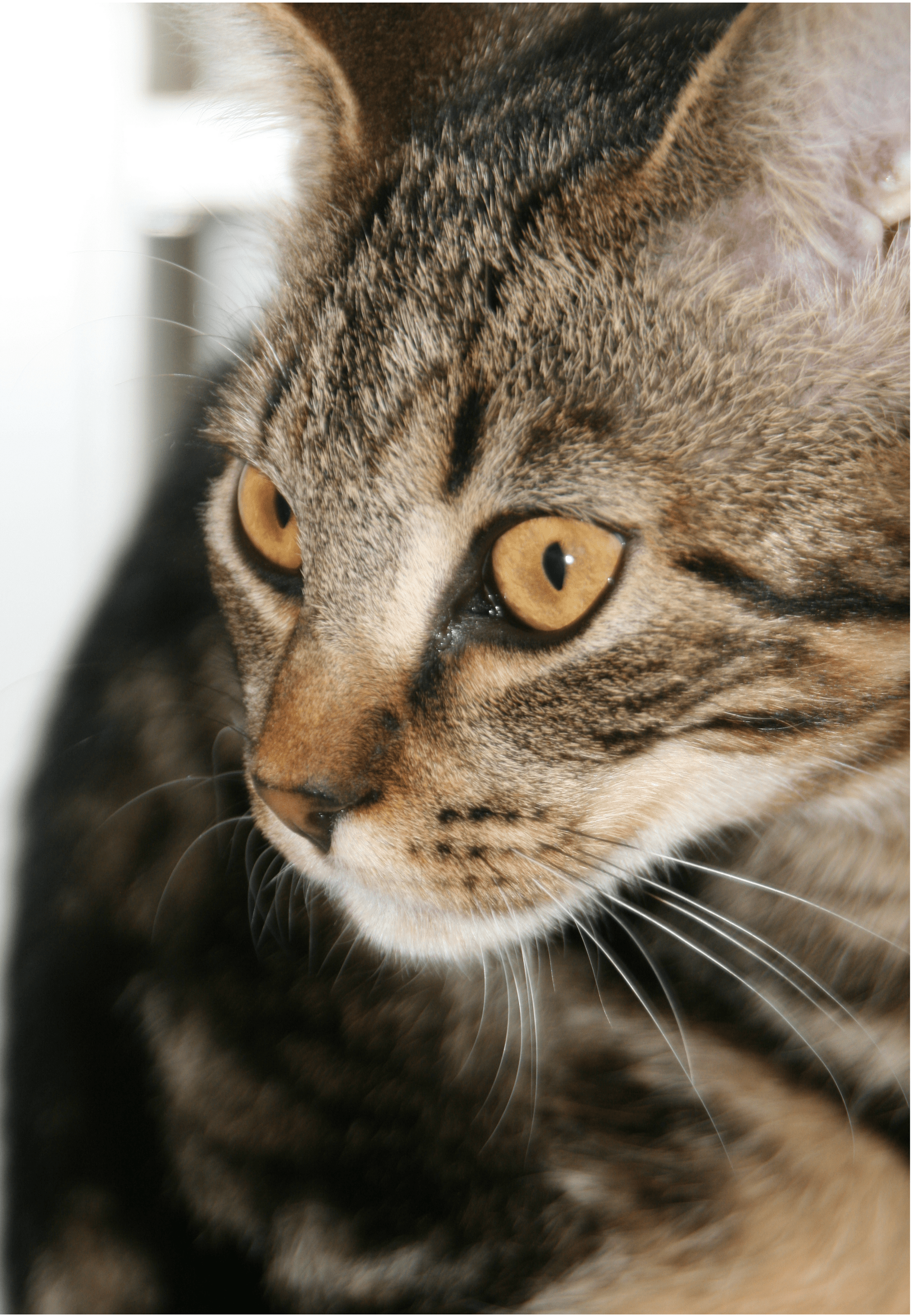 Katzenrassen dertierblog