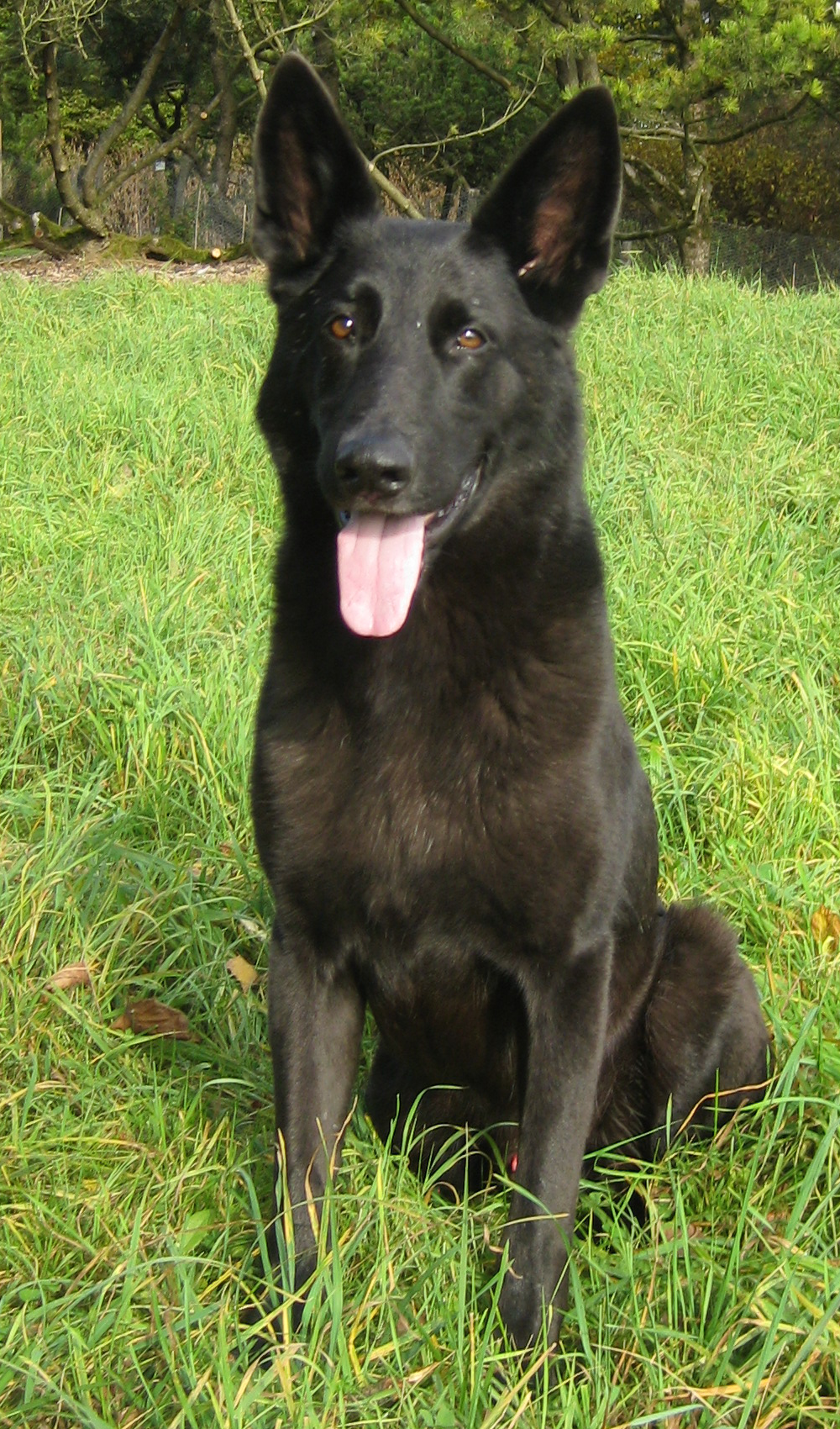 Das günstigste angebot beginnt bei € 200. Deutscher Schäferhund - der-tierblog