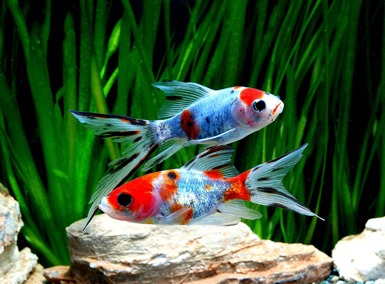 Peces ornamentales populares para el estanque y el acuario