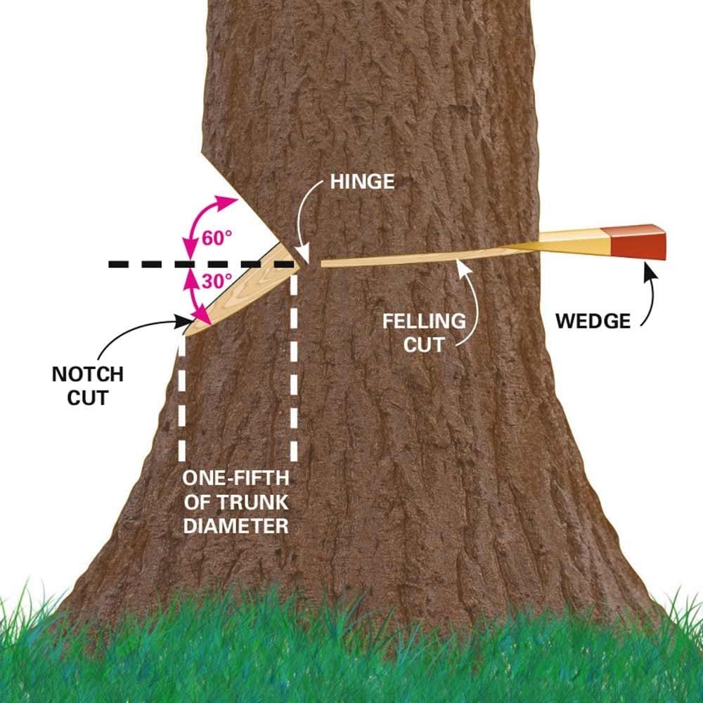 How to Remove a Tree from Your Yard? Derek Time
