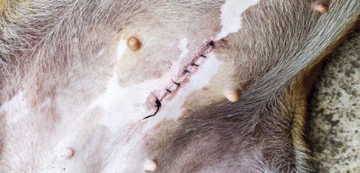 Frühkastration der Hündin » DER HUND