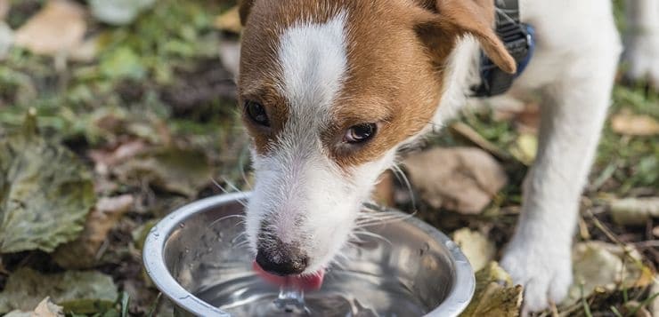 CushingSyndrom beim Hund erkennen und behandeln