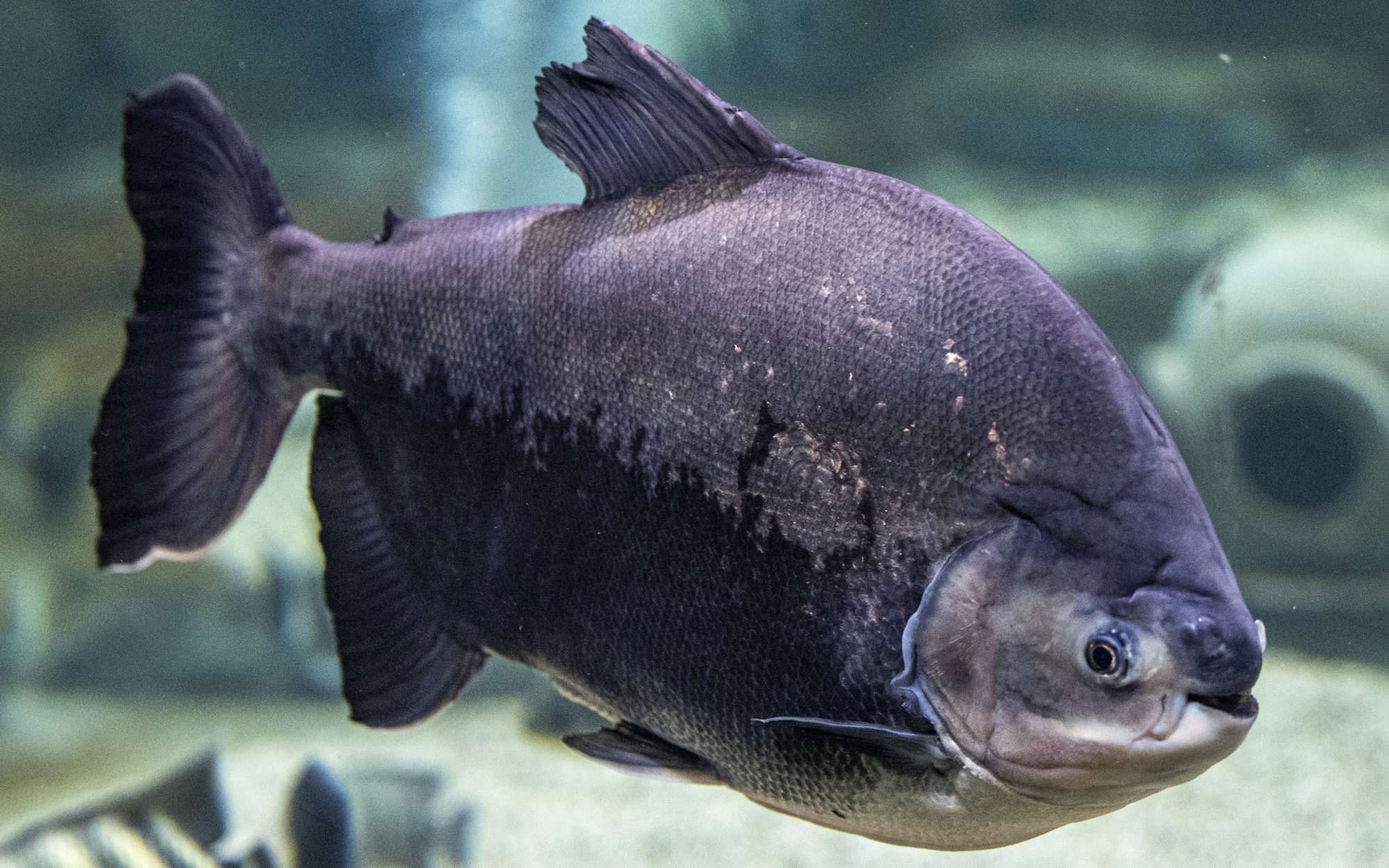 The black pacu in the Langenthal Aquarium