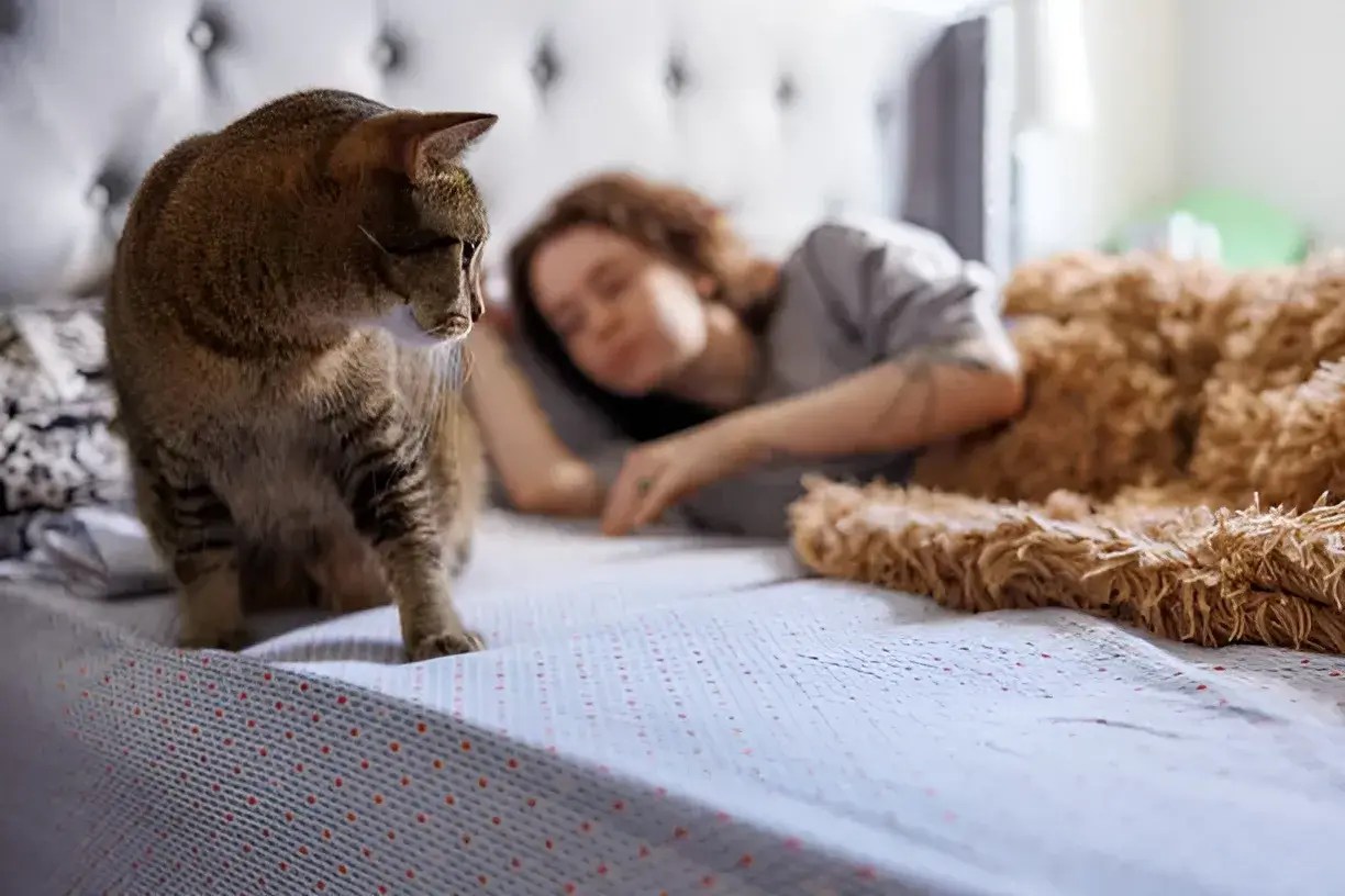 Can Cats Sense When You're Sad? What the Science Says
