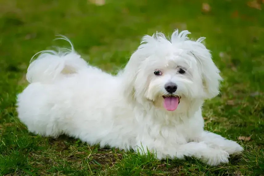 Coton Poo Dog Guide Is This Playful, Hypoallergenic Pup Right for You?