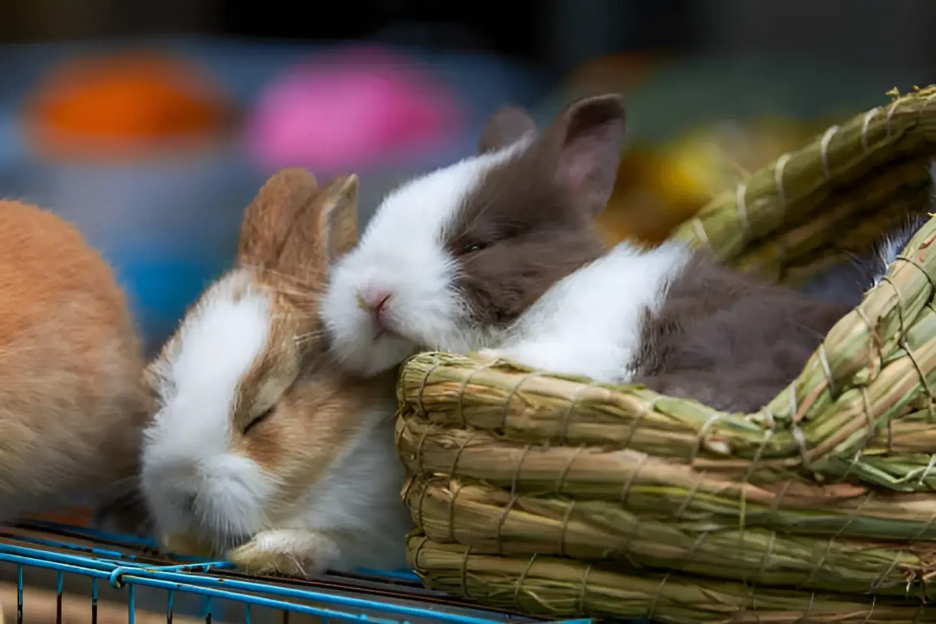 Do Bunnies Sleep at Night? The Surprising Truth About Rabbit Sleep