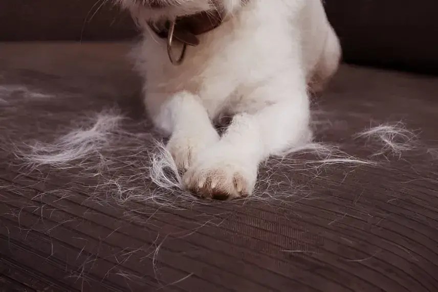 Help! My Dog Won't Stop Eating Hair Reasons and Solutions