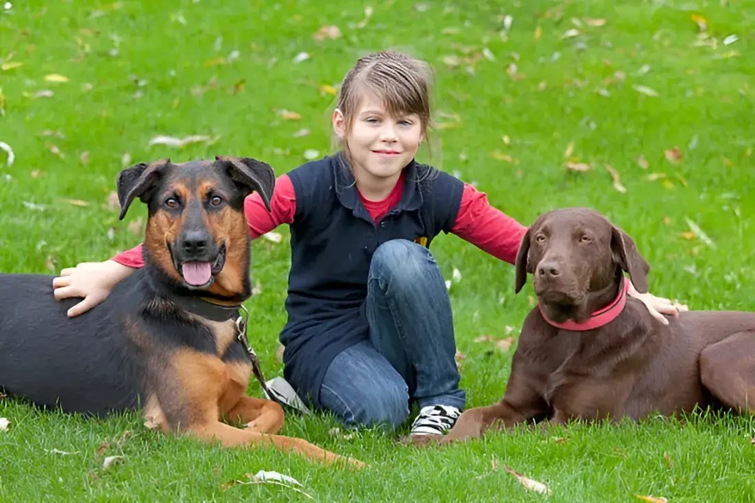 German Shepherd Lab Mix Lifespan 1012 Years? How to Extend Your Dog's Life