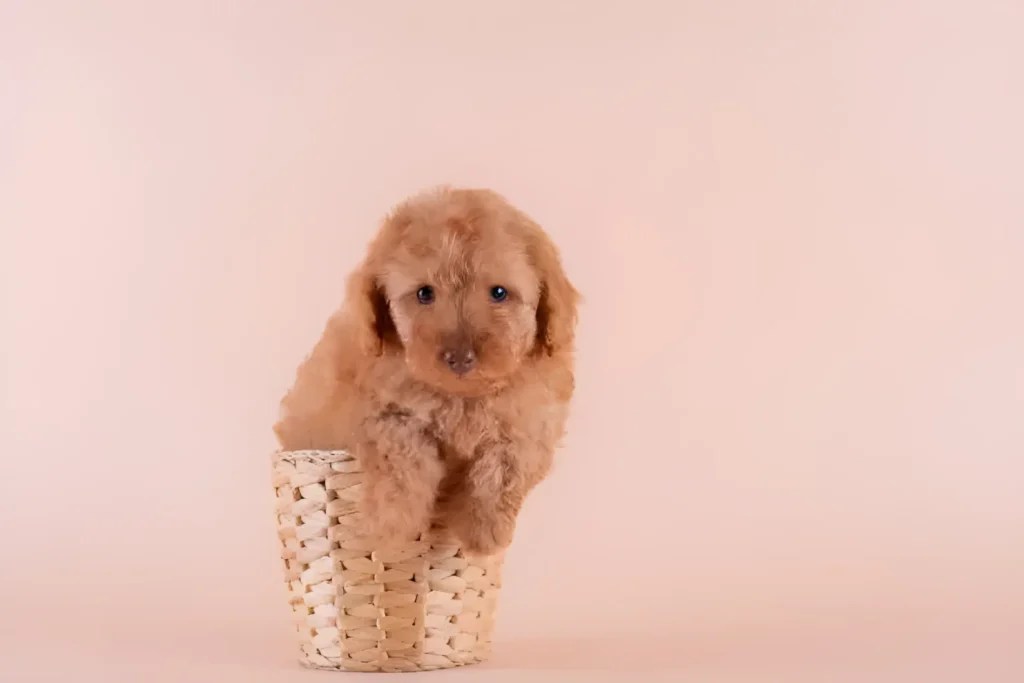 How Big Do Toy Poodles Get? Size, Weight, and Everything You Need to Know