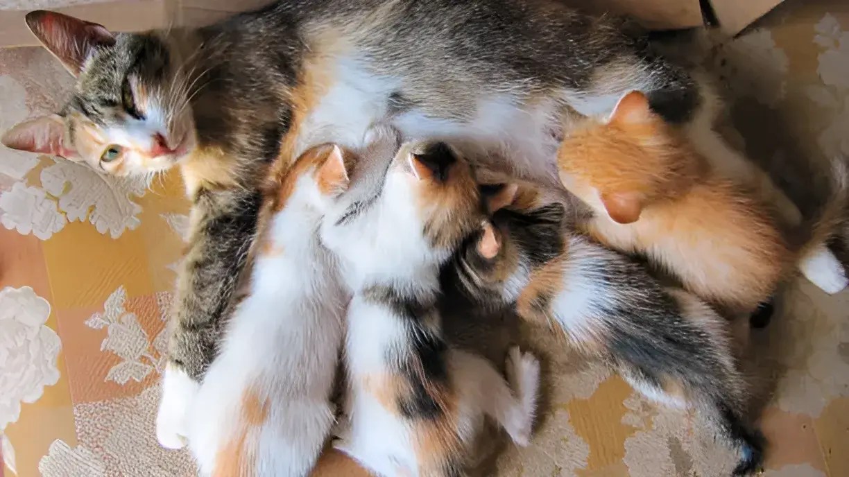 How Long Should Kittens Stay With Their Mothers? The Ideal Time for a