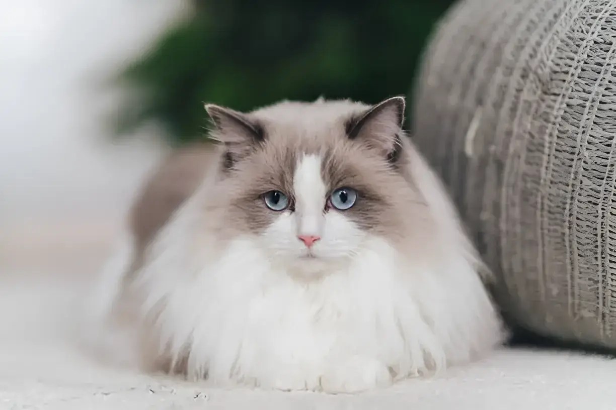 The Best Teddy Bear Cat Breed for You A Complete Guide