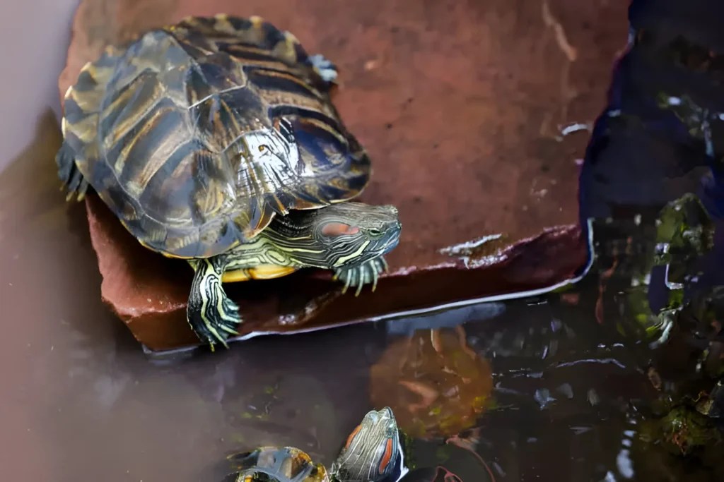 Why Are My Turtle's Eyes Swollen? 5 Causes and Solutions