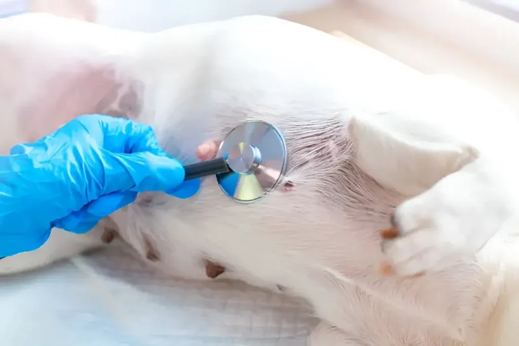 Why is My Dog's Nipple Bleeding? A Comprehensive Guide