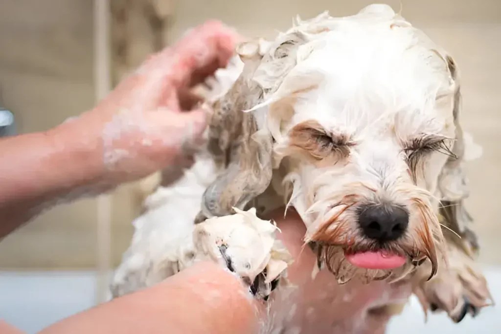 How Often Should You Bathe a ShortHaired Dog? The Truth Beyond Simple
