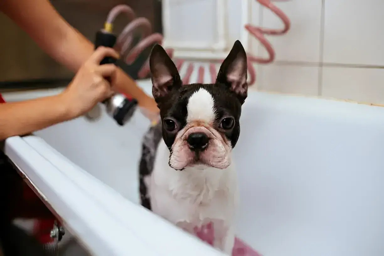 How Often Should You Bathe a ShortHaired Dog? The Truth Beyond Simple