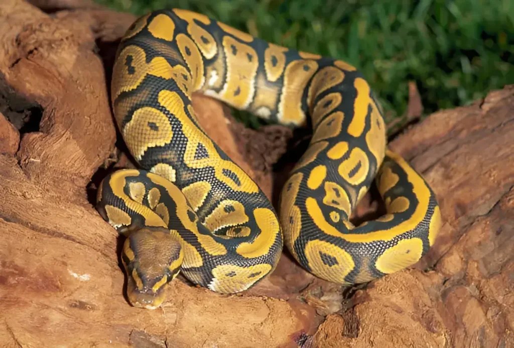 Help! My Ball Python Isn't Eating What You Need to Know & Do to Fix This