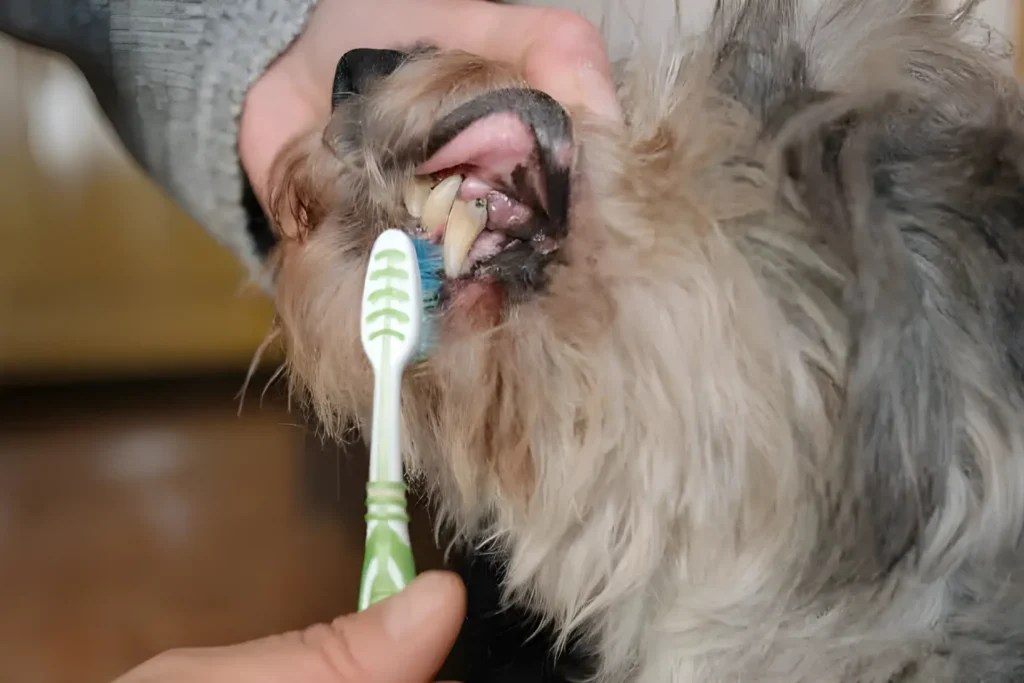 Do Dogs Lose Their Teeth? Yes! Puppy vs Adult Dog Dental Care Guide