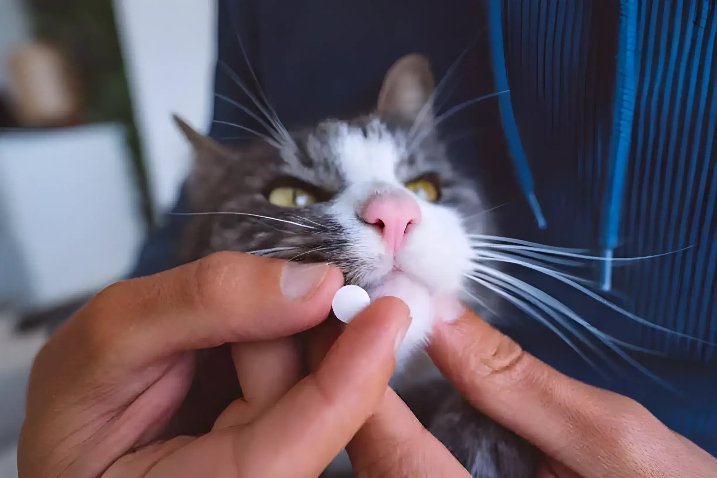 How Do I Get My Cat To Take A Pill? VetApproved Ways