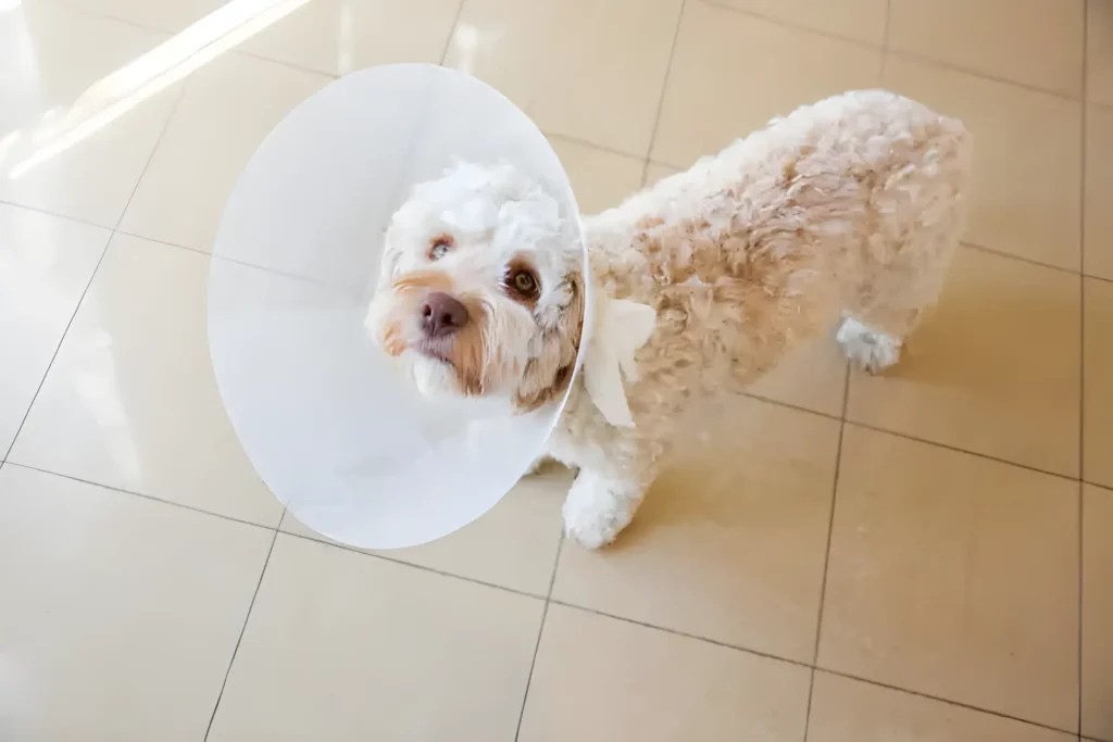 Average Neuter Cost Breakdown Dog Size, Age, Clinic 2024 Budget Guide
