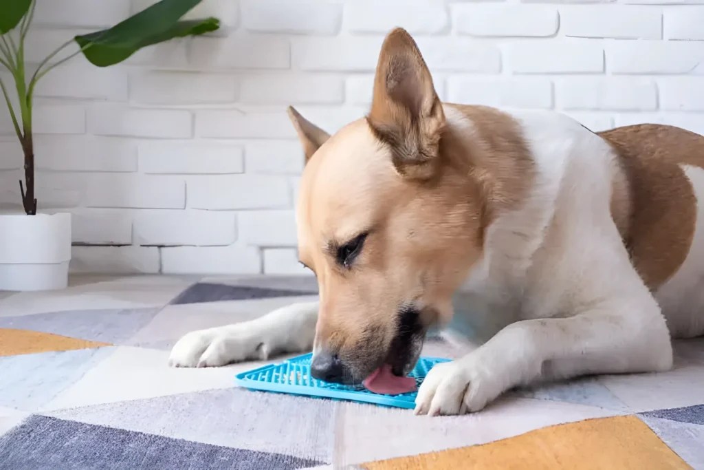 Why Does My Dog Keep Licking Everything? Causes & Solutions