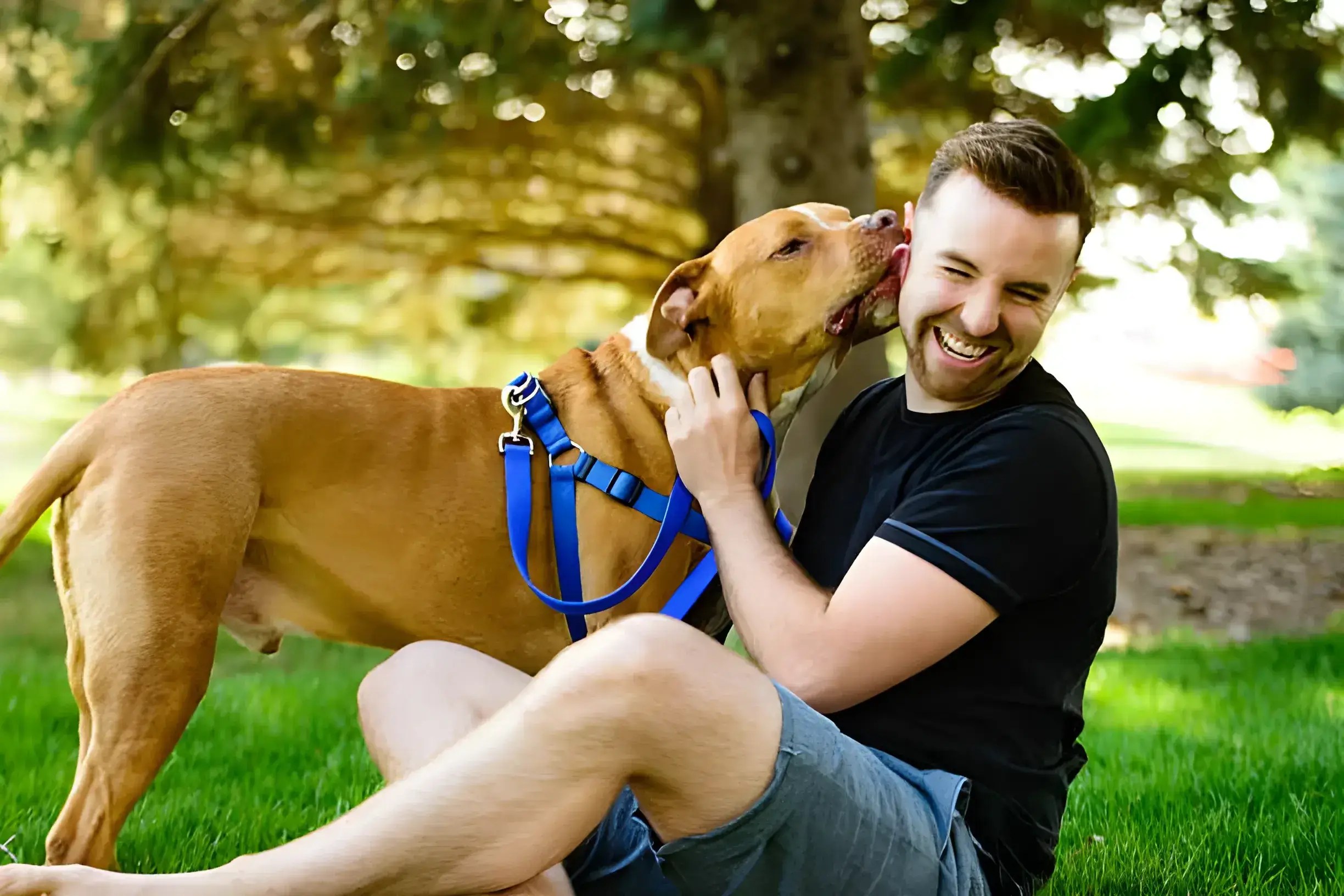 Why Does My Dog Keep Licking Everything? Causes & Solutions