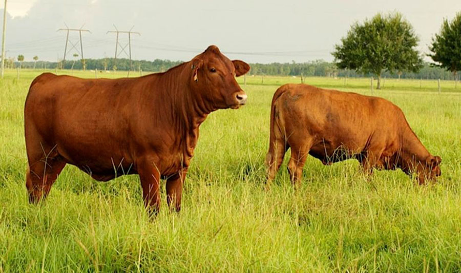 Deseret Ranches Of Florida Cattle