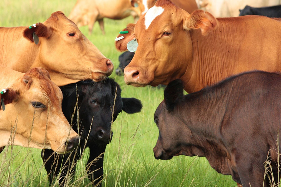 Deseret Ranches Of Florida Cattle