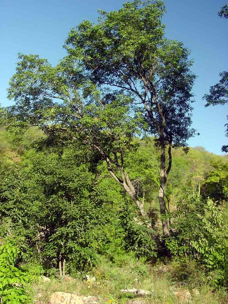 Alamos Trees; Playmiscium trifoliatum