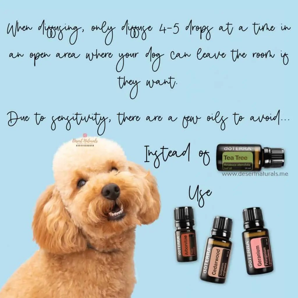 Top 10 Safe Essential Oils For Dogs And Oils That Are Toxic