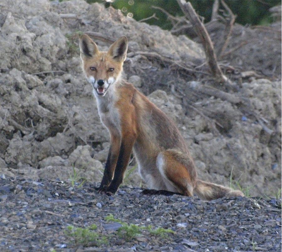 Gray Fox DesertUSA