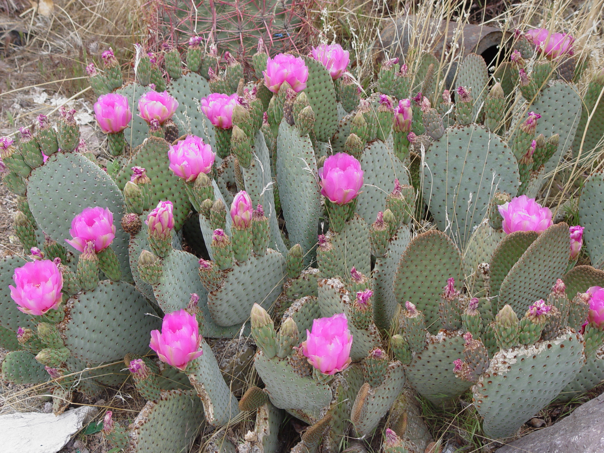 Cactus Wrangling Desert Road Trippin'
