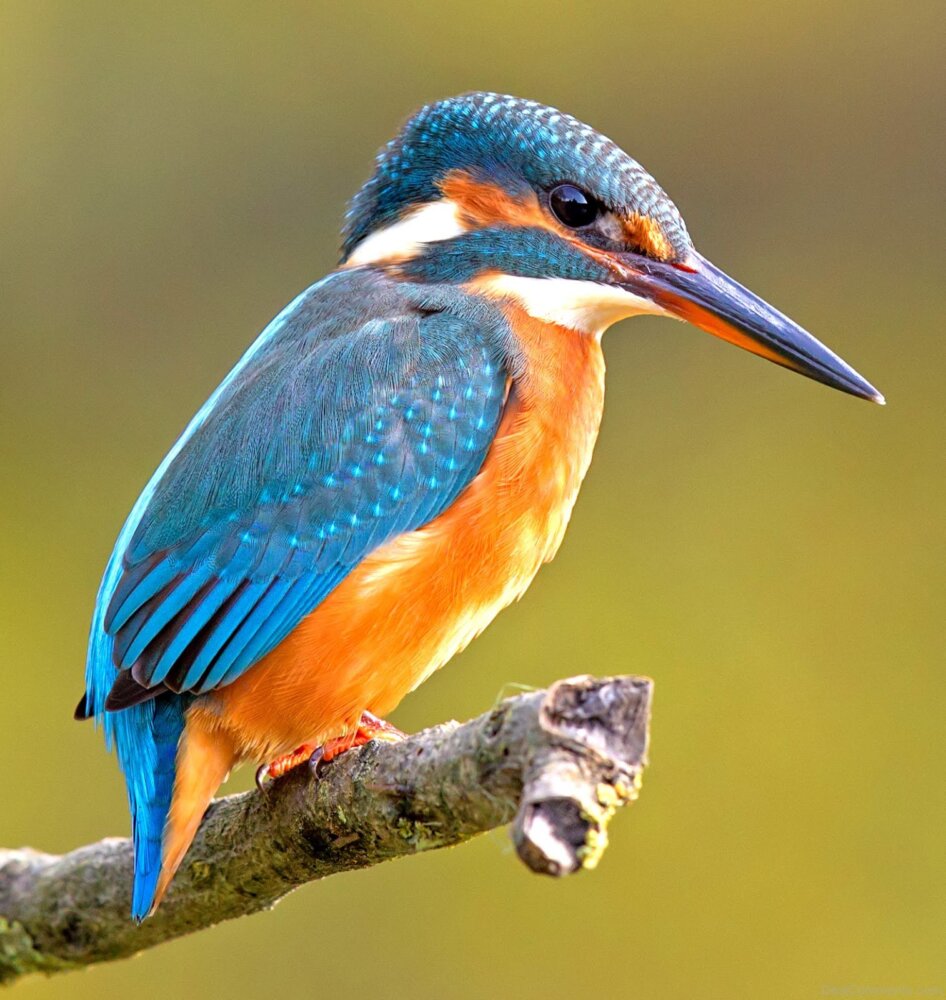 Birds Pictures, Images, Graphics for Facebook, Whatsapp Page 8
