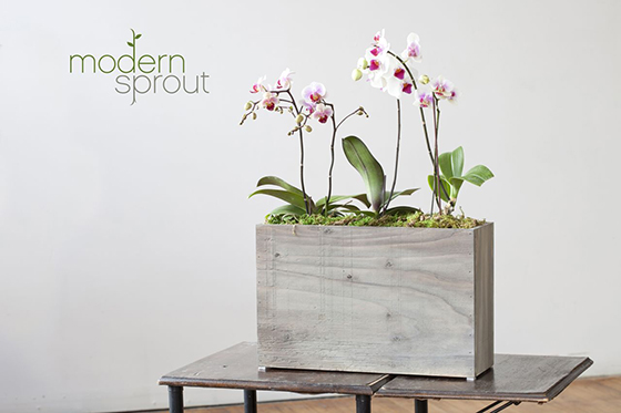 Modern Sprout Hydroponic Planter Design Crush