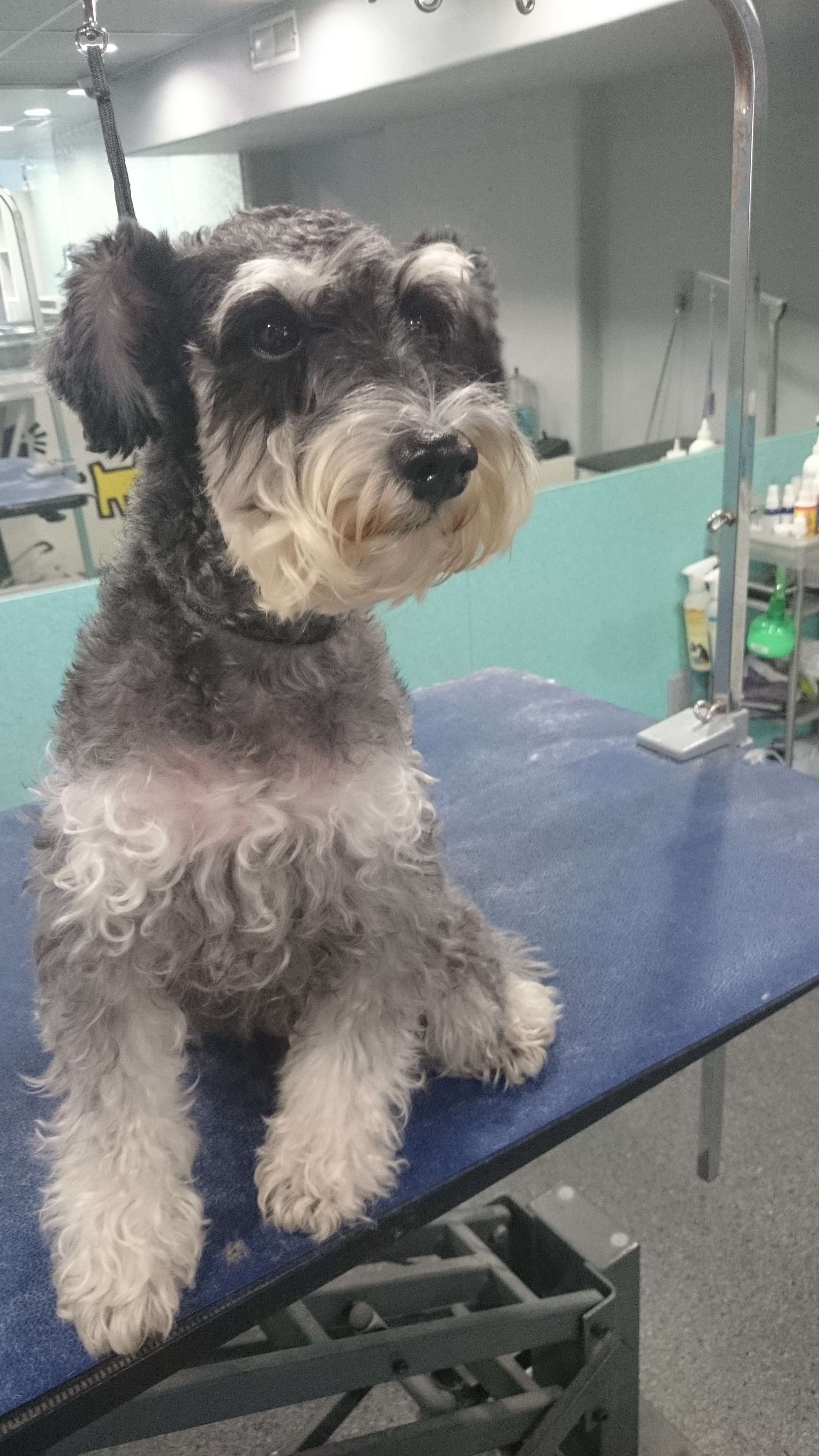 Designer Dogs Grooming Studio Before & After Pics