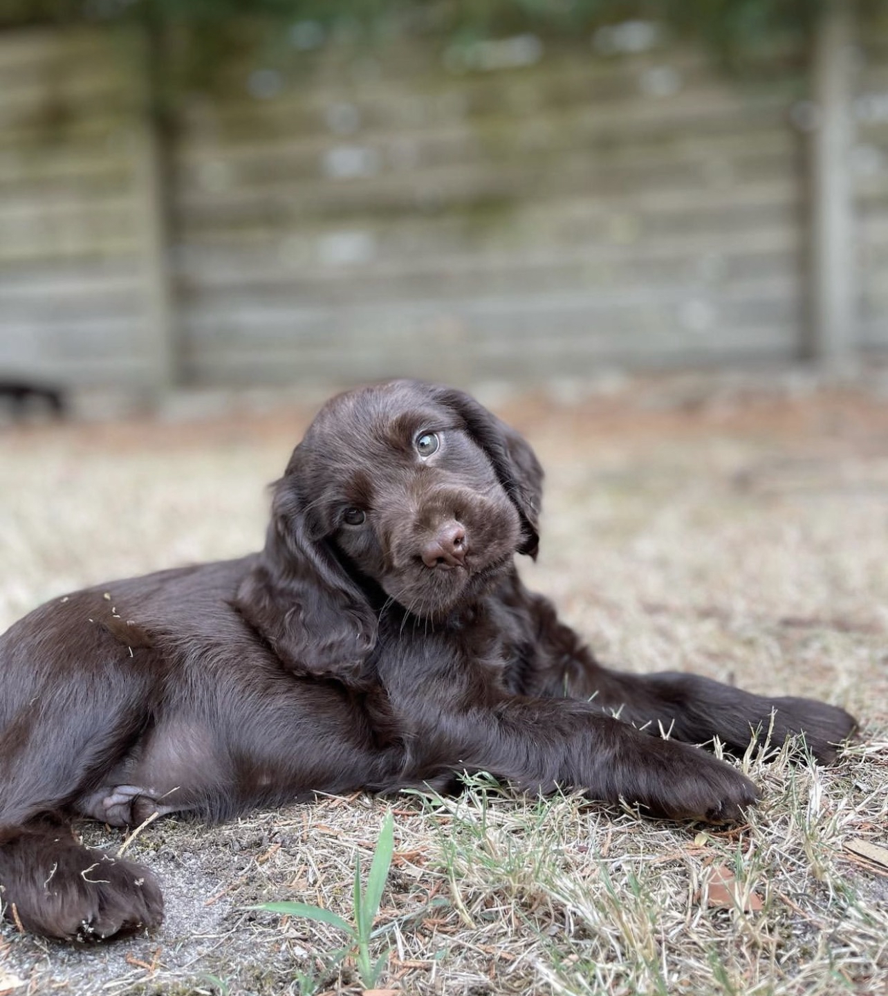 Cocker Spaniel Puppies for Sale Melbourne, VIC K9 Breeders