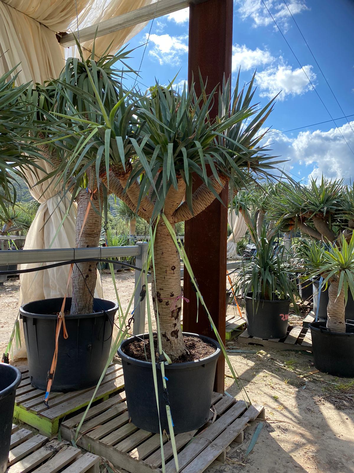 Dragon Tree (Dracaena Draco) Designer Trees Australia