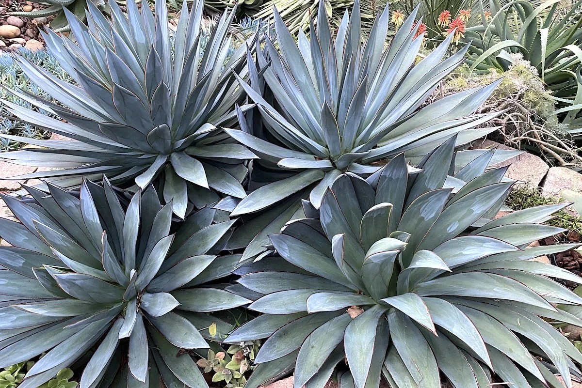 Agave “Blue Glow” Designer Trees Australia