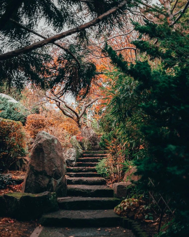 Fall Colours in Australia Designer Trees Australia