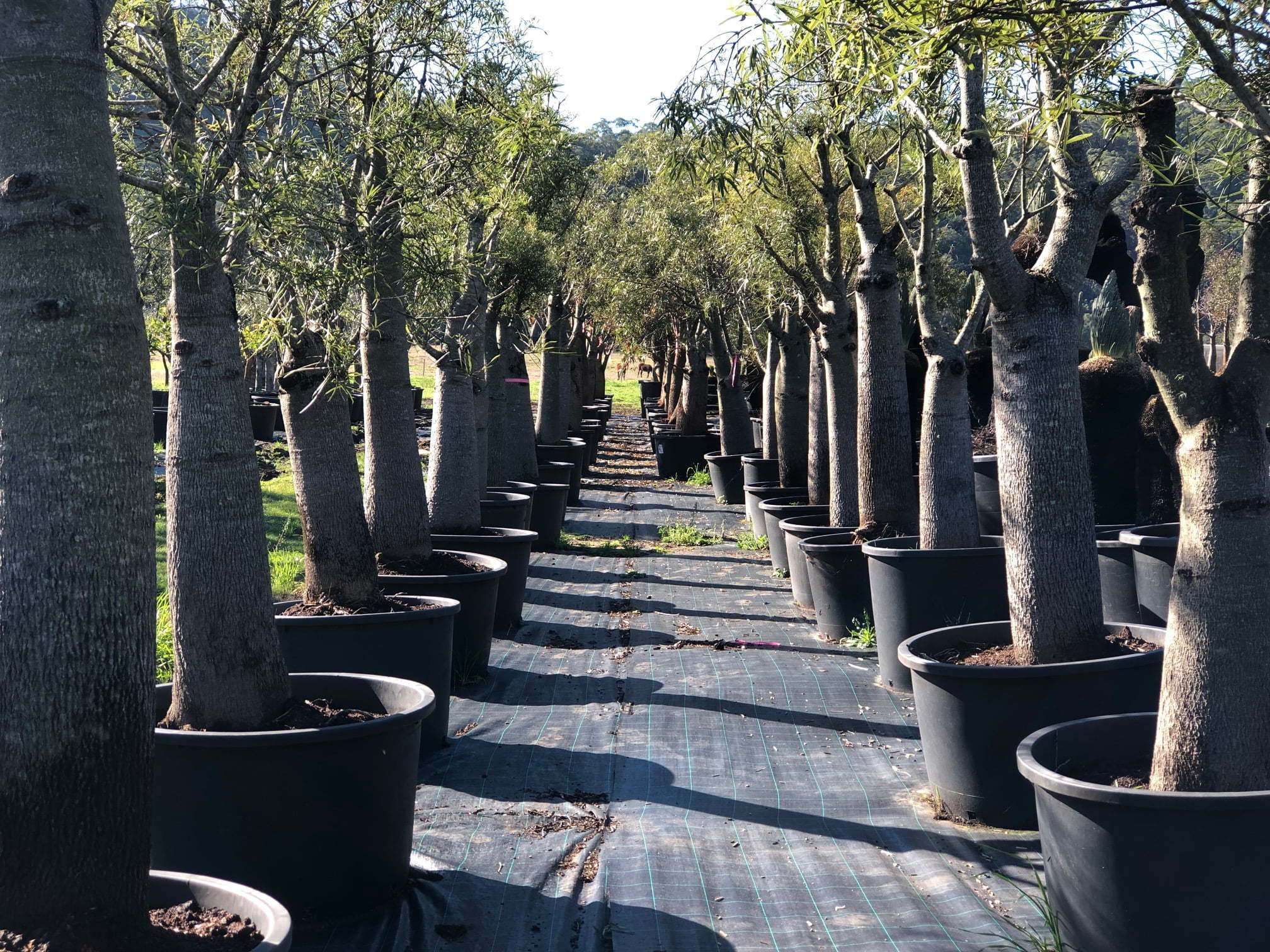 Olive Trees, Their History and Varieties Designer Trees Australia