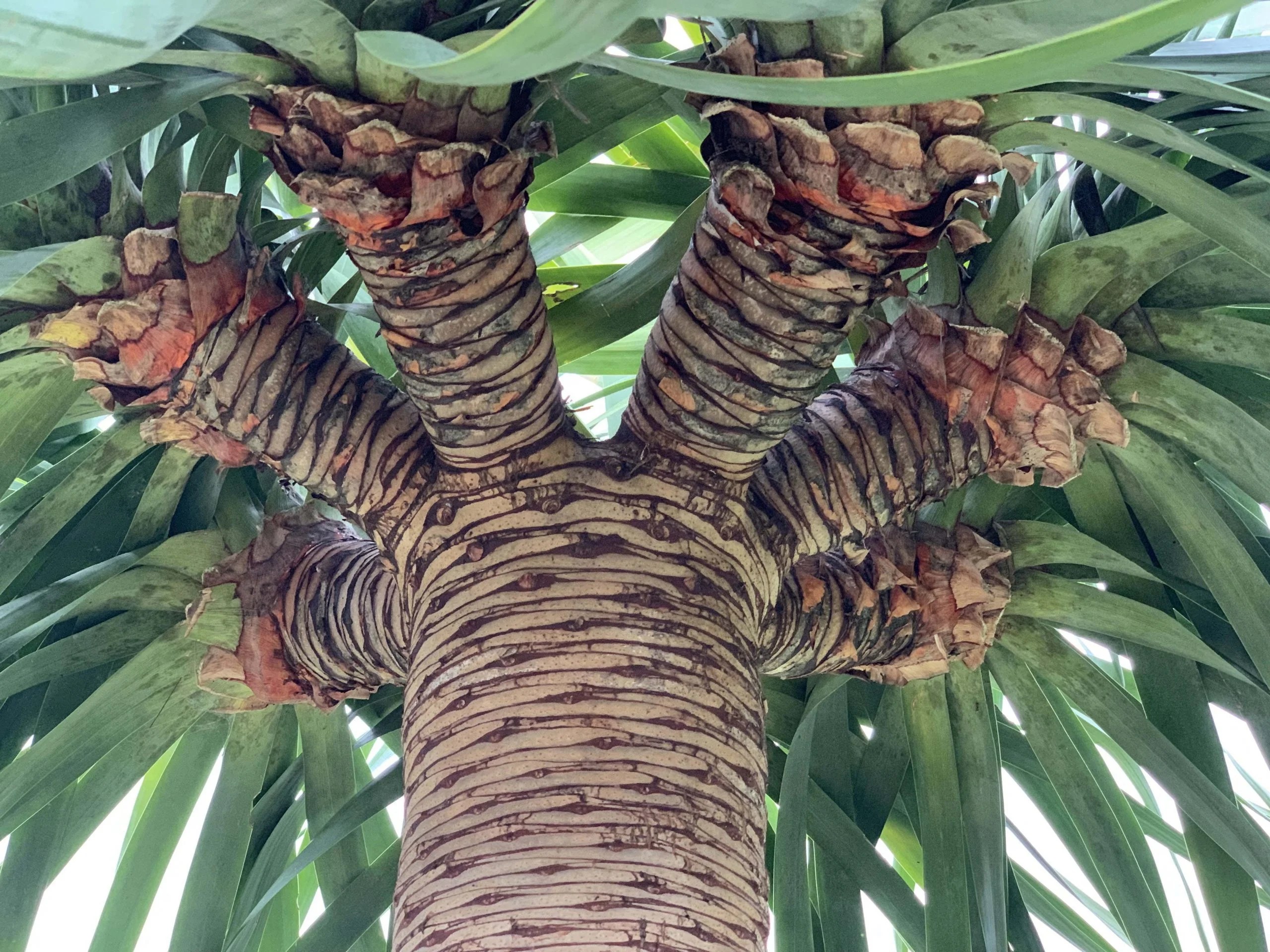 Pruning Dragon Trees Designer Trees Australia