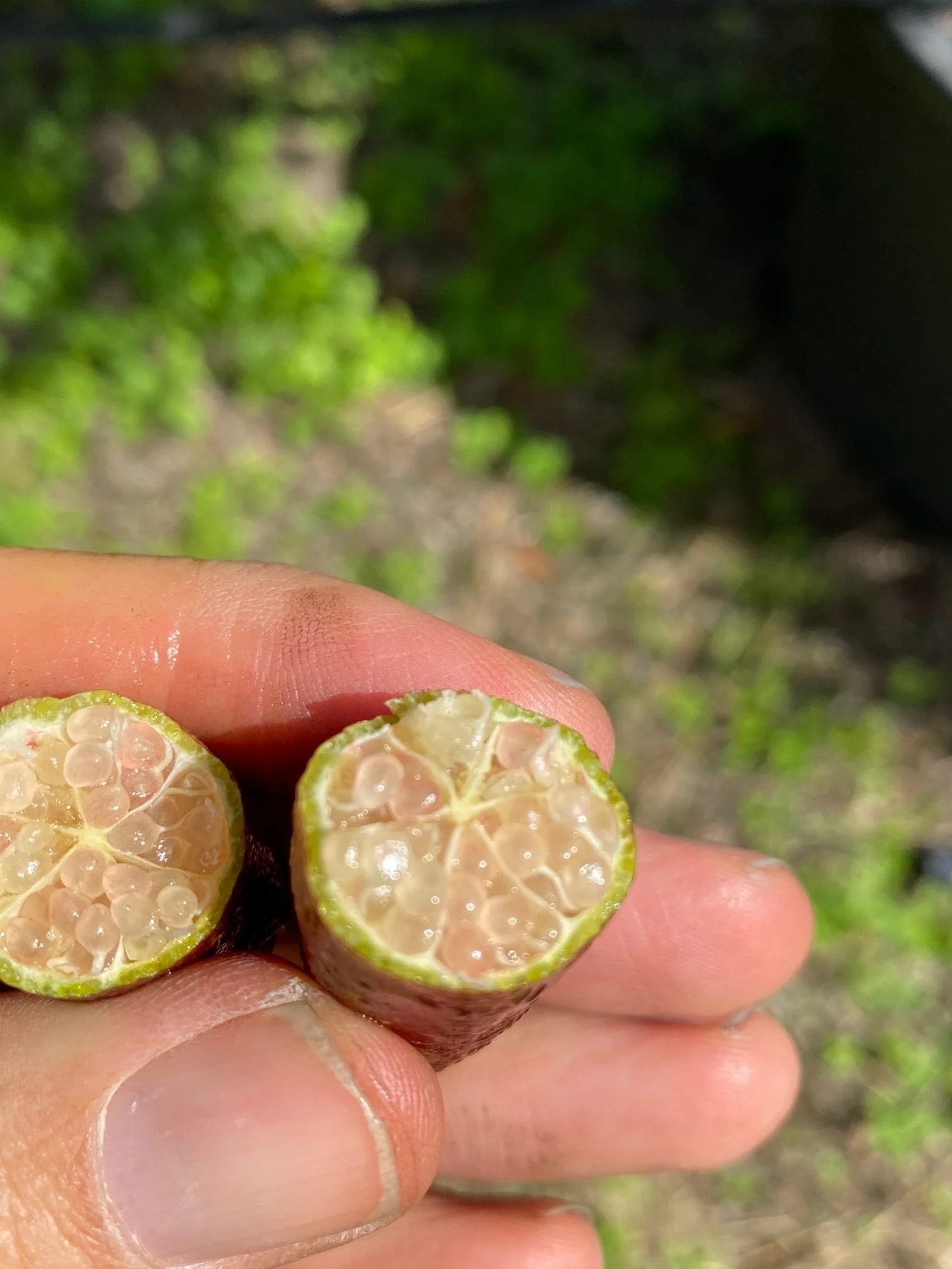 Native Australian Finger Lime Designer Trees Australia