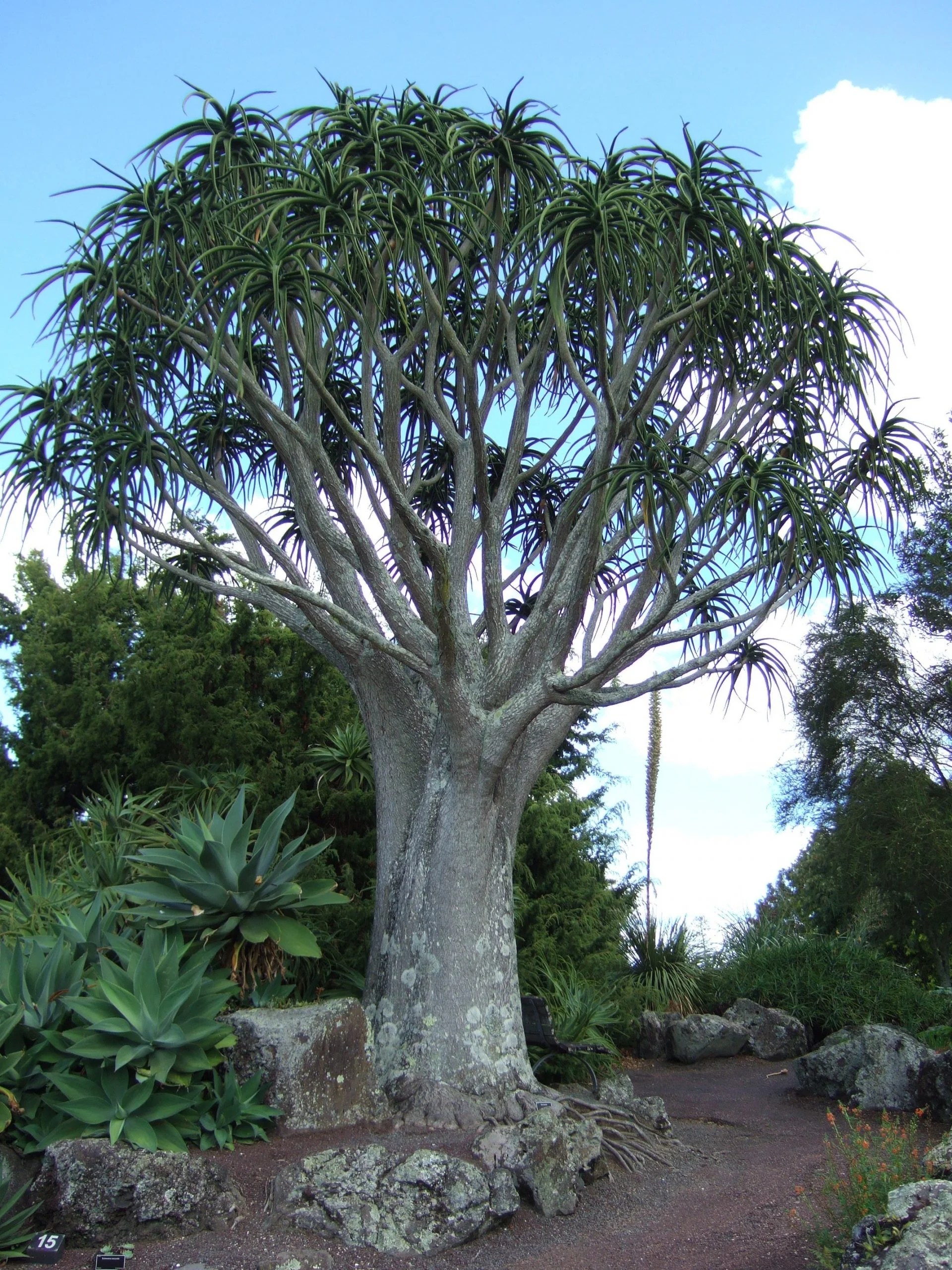 Aloe Barberae Tree Aloe Designer Trees Australia