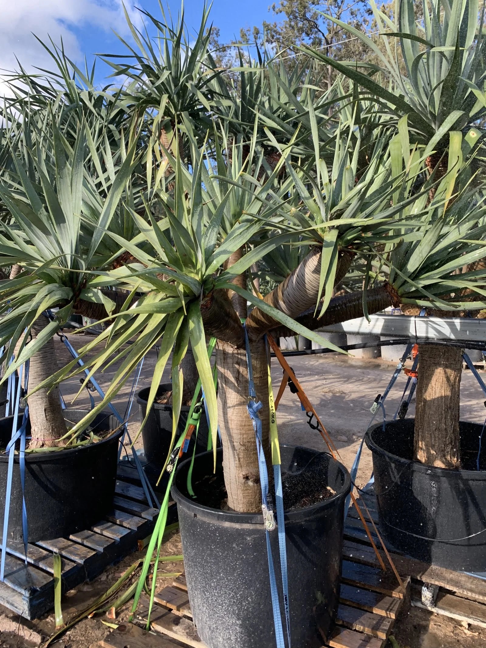 Dragon Tree (Dracaena Draco) Designer Trees Australia