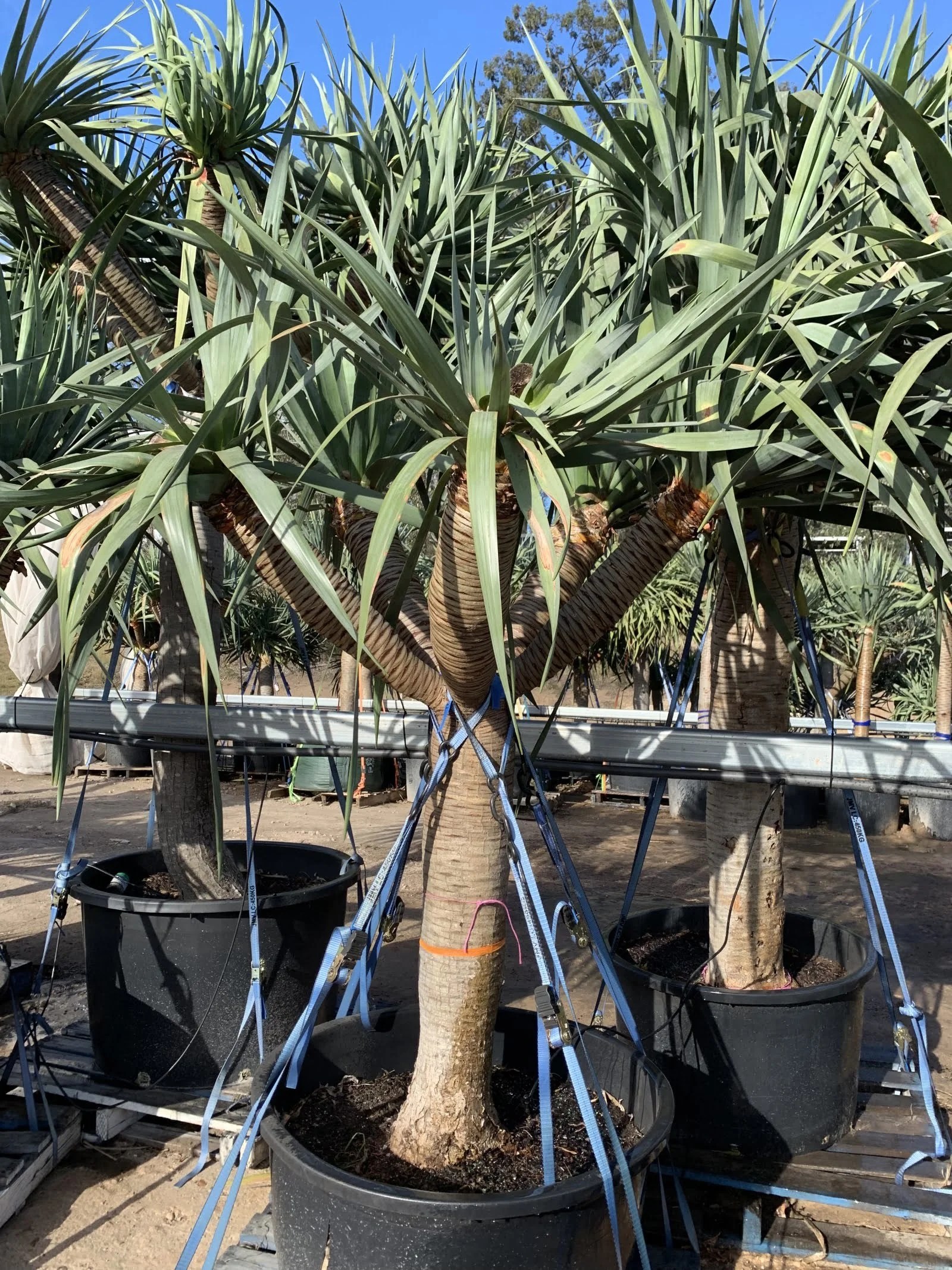 Dragon Tree (Dracaena Draco) Designer Trees Australia