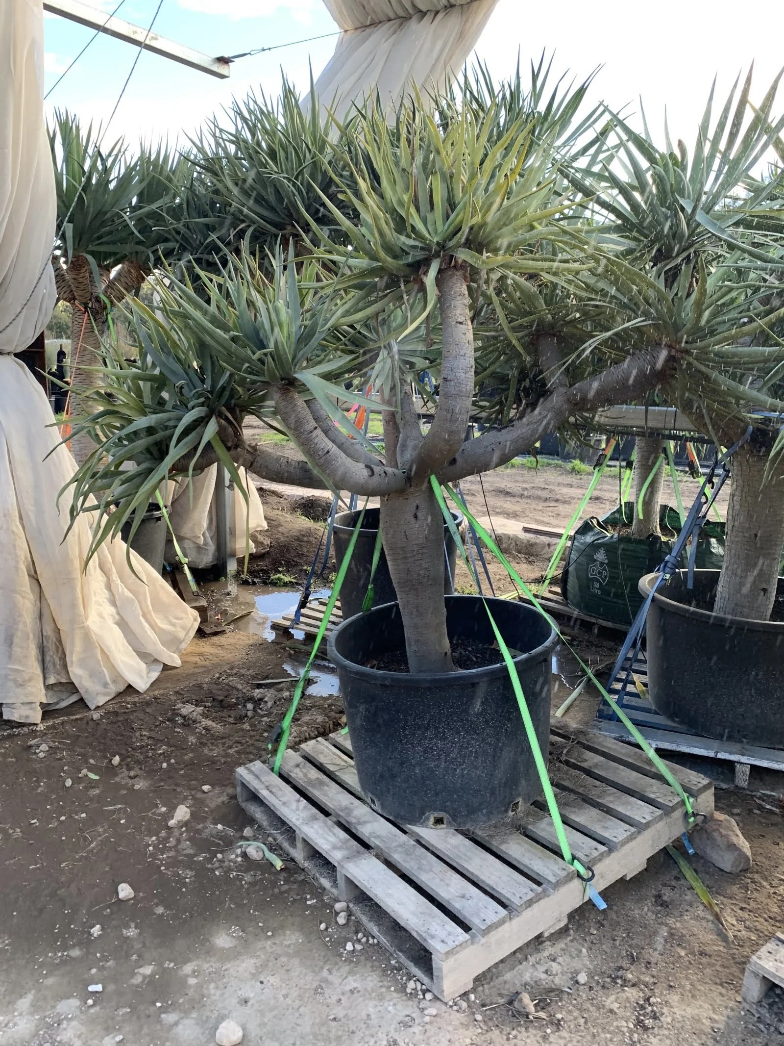 Dragon Tree (Dracaena Draco) Designer Trees Australia