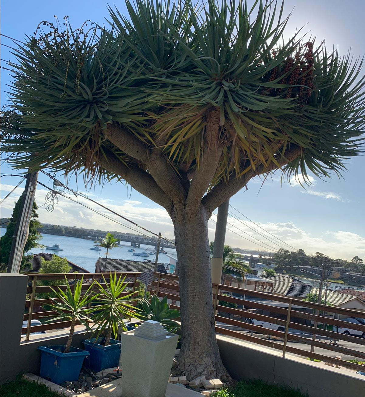 Dragon Tree (Dracaena Draco) Designer Trees Australia