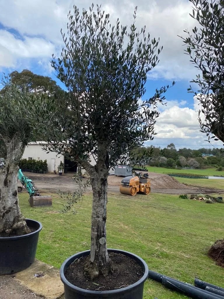 Olive Tree Designer Trees Australia