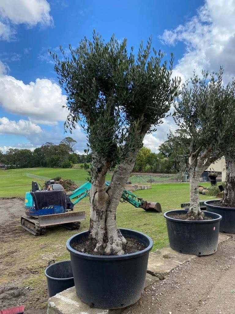 Olive Tree Designer Trees Australia