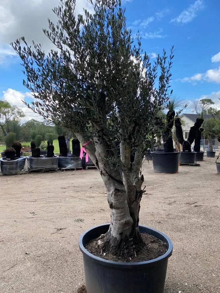 Olive Tree Designer Trees Australia