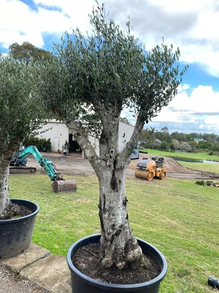Olive Tree Designer Trees Australia